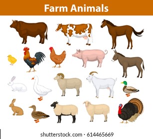 Farm animals collection with cow, bull, horse, hen, chicken, rooster, pig, goat, sheep, ducks, turkey, rabbits, donkey and goose