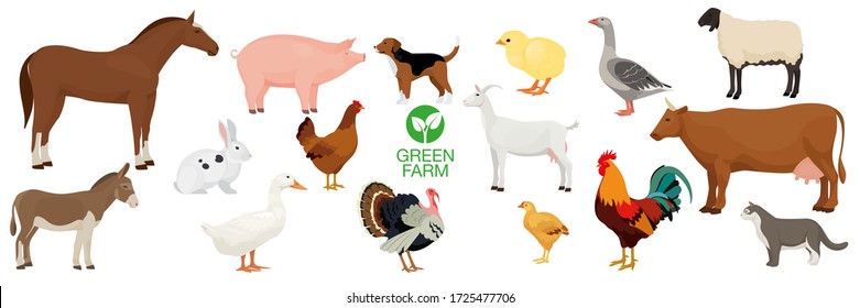 Farm animals collection. Horse, dog, goat, donkey, pig, cat, cow, sheep, hen, goose, rabbit, duck, turkey, chicken, broiler; rooster.