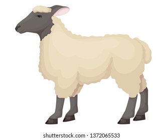 Farm animals concept. cute, funny, hoofed pet of the horned family, the sheep. Farm, agricultural animal with thick curly hair and horns. Cartoon vector.