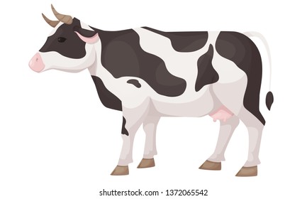 Farm animals concept. Cute funny agricultural home cow, black and white patched coat breed cattle. Cow standing, side view. Cartoon vector.