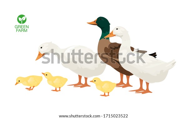 Farm Animals Duck Set Vector Illustration Stock Vector (Royalty Free ...