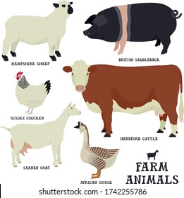 Farm animals Flat vector illustrations Isolated objects Cattle breeding and poultry farming set