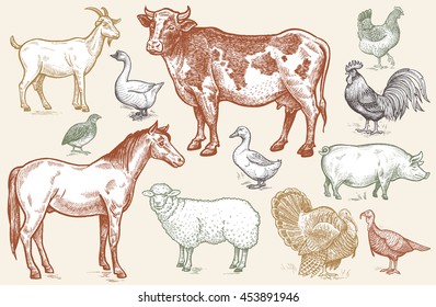 Farm animals. Goat, cow, horse, sheep, pig, goose, quail, duck, couple turkeys, rooster, hen on white background. Vector