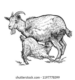 Farm animals. Goat and little goat. Isolated realistic image black on white background. Handmade drawing. Vintage sketch. Vector illustration art. Design for agricultural products, farm stores, market