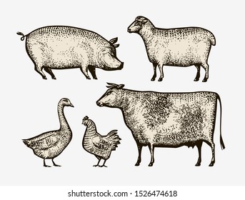 Farm animals hand-drawn. Sketch vintage vector illustration