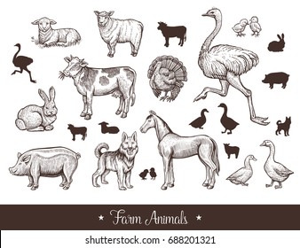 Farm animals handdrawn vintage set with cow, sheep, pig, horse, ostrich, guard dog, duck, rabbit, goose, turkey, lamb pork Thin line sketch and silhouettes vector illustration