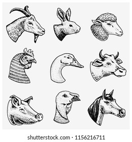 Farm animals. Head of a domestic horse pig goat cow alpaca llama rabbit sheep. Logos or emblems for signboard. Set of icons for the menu. engraved hand drawn in old sketch vintage style.