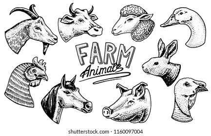 Farm animals. Head of a domestic horse pig goat cow alpaca llama rabbit sheep. Logos or emblems for signboard. Set of icons for the menu. engraved hand drawn in old sketch vintage style.
