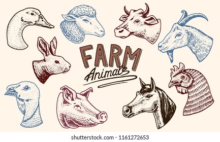 Farm animals. Head of a domestic horse pig goat cow alpaca llama rabbit sheep. Logos or emblems for signboard. Set of icons for the menu. engraved hand drawn in old sketch vintage style.