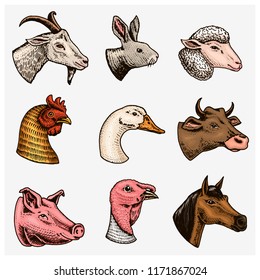 Farm animals. Head of a domestic horse pig goat cow alpaca llama rabbit sheep. Logos or emblems for signboard. Set of icons for the menu. engraved hand drawn in old sketch vintage style.