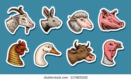 Farm animals. Head of a domestic horse pig goat cow rabbit sheep. Logos or emblems for signboard. Set of icons for the menu. engraved hand drawn in old sketch vintage style.