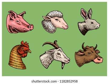 Farm animals. Head of a domestic pig goat cow rabbit sheep. Logos or emblems for signboard. Set of icons for the menu. engraved hand drawn in old sketch vintage style.