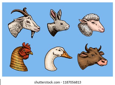 Farm animals. Head of a domestic pig goat cow rabbit sheep. Logos or emblems for signboard. Set of icons for the menu. engraved hand drawn in old sketch vintage style.