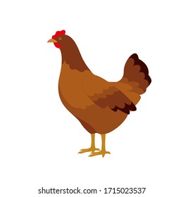 Farm animals hen chicken vector