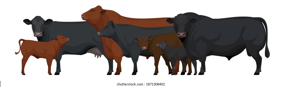 Landwirtschaftliche Nutztiere - Herde von Bull, Kuh, Calf. Set Aberdeen Angus - Die besten Rinder. Vektorgrafik.