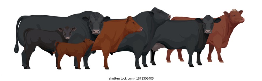 Farm Animals - Herd Of Bull, Cow, Calf. Set Aberdeen Angus - The Best Beef Cattle Breeds. Vector Illustration.