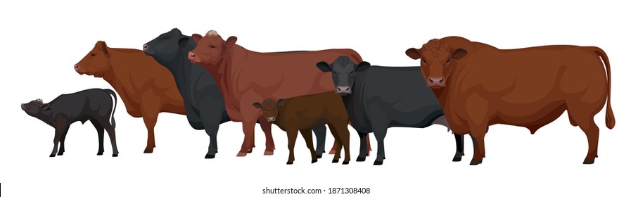 Animales de granja - Manada de toro, vaca, ternera. Aberdeen Angus - La Mejor Raza De Carne De Carne De Carne. Ilustración vectorial.