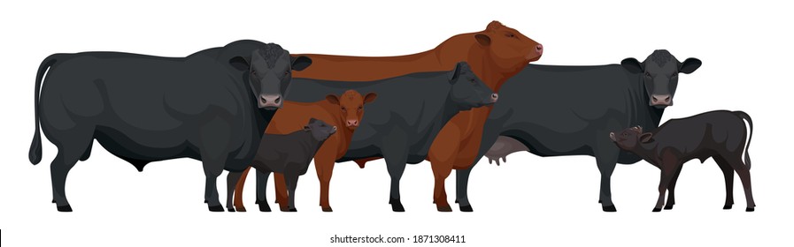 Farm animals - Herd of Bull, Cow, Calf. Set Aberdeen Angus - The Best Beef Cattle Breeds. Vector Illustration.