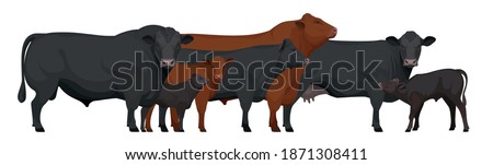 Farm animals - Herd of Bull, Cow, Calf. Set Aberdeen Angus - The Best Beef Cattle Breeds. Vector Illustration.