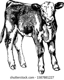 farm animals Hereford calf graphics vector illustration