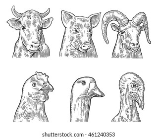 Farm animals icon set. Heads pig, cow, chicken, goose, turkey and goat isolated on white background. Vector black vintage engraving illustration for menu, web and label. Hand drawn in a graphic style.