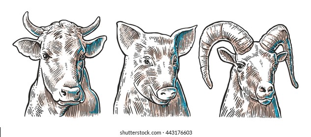 Farm animals icon set. Pig, cow and goat heads isolated on white background. Vector black vintage engraving illustration for menu, web and label. Hand drawn in a graphic style.