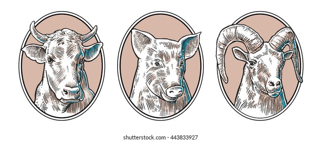 Farm animals icon set. Pig, cow and goat heads isolated on white background. Vector black vintage engraving illustration for menu, web and label. Hand drawn in a graphic style.