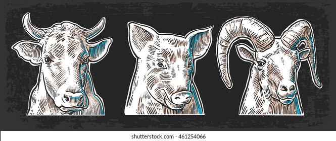 Farm animals icon set. Pig, cow and goat heads isolated on dark background. Vector black vintage engraving illustration for menu, web and label. Hand drawn in a graphic style.