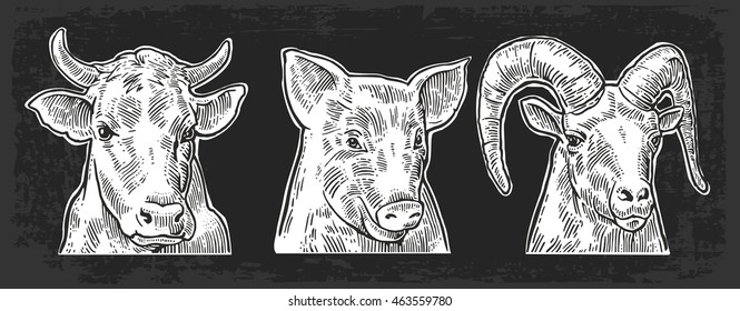 Farm animals icon set. Pig, cow and goat heads. Vector black vintage engraving illustration for menu, web and label. Hand drawn in a graphic style isolated on dark background