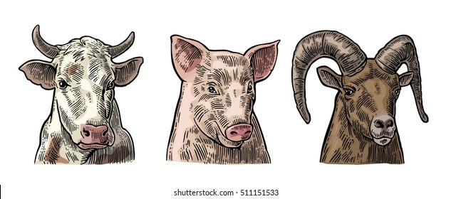Farm animals icon set. Pig, cow and goat heads isolated on white background. Vector color vintage engraving illustration for menu, web and label. Hand drawn in a graphic style.