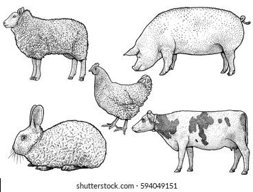 Farm animals illustration, drawing, engraving, ink, line art, vector