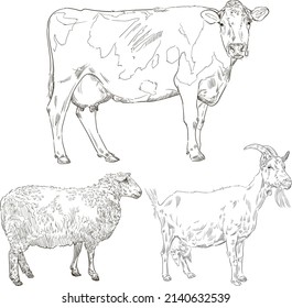 Farm animals. Isolated on white background. Vintage vector set . Engraving.