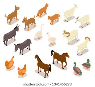 Farm animals isometric. Horse and dog, cat and goose, chicken and goat, ram and duck, donkey. Domestic animals vector 3d set isolated