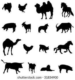 Farm Animals Livestock and poultry