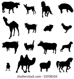 Farm Animals Livestock and poultry