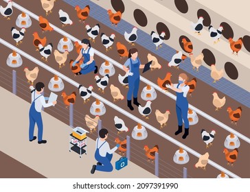 Farm animals livestock veterinary isometric composition with human characters of medical specialists holding and examining hens vector illustration