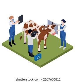 Farm animals livestock veterinary isometric composition with cow surrounded by characters of vets performing health examination vector illustration