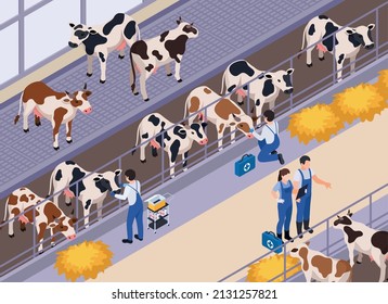 Animales de granja animales de cría composición isométrica veterinaria con caracteres humanos de los animales con botiquines de ayuda e ilustración vectorial de vacas