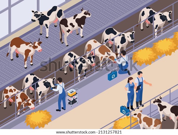 Farm animals livestock veterinary isometric\
composition with human characters of vets with aid kits and cows\
vector illustration