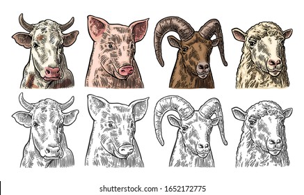 Farm animals. Pig, cow, sheep and goat heads isolated on white background. Vector color vintage engraving illustration for label. Hand drawn in a graphic style.