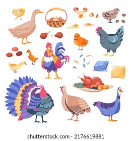 Farm animals and production, isolated chickens and geese, turkey and duck. Feathers gathered for pillow, eggs and friend drumsticks. Basket with eggs and meal served on plate. Vector in flat style