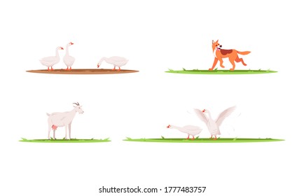 Farm animals semi flat vector illustration set. Geese on ranch. Dog playing outside. Goat to produce milk. Domestic pet for farmland 2D cartoon characters collection for commercial use