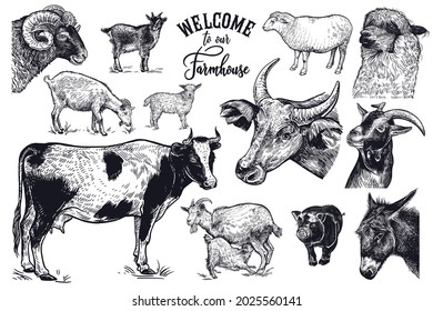 Farm animals set. Cow, goat, sheep, pig, donkey, ram and alpaca. Inscription Welcome to our farm. Cattle isolated on white background. Vector illustration. Black and white. Vintage engraving.