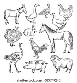 Farm animals set in hand drawn style. Vector illustrations. Animal farm sketch goose and lamb, hog and horse