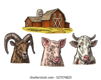 Farm animals set. Pig, cow and goat heads isolated on white background. Vector color vintage engraving illustration for menu, web and label. Hand drawn in a graphic style