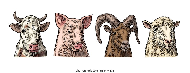 Farm animals set. Pig, cow, sheep and goat heads isolated on white background. Vector color vintage engraving illustration for menu, web and label. Hand drawn in a graphic style