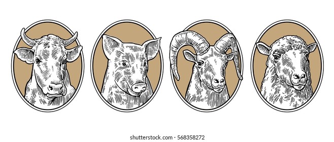 Farm animals set. Pig, cow, sheep and goat heads isolated on brown background. Vector black vintage engraving illustration for menu, web and label. Hand drawn in a graphic style.