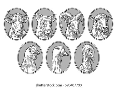 Farm animals set. Pig, cow, sheep, chicken, goose , turkey and goat heads isolated on brown background. Vector monochrome vintage engraving illustration for menu, web and label.