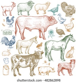 Farm animals set. Vector. 