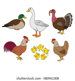 Farm animals set, vector with chicken family and farm items. At the farm, domestic birds. Cute hen, rooster, chicks, duck, turkey. Illustration for children. Funny cartoon characters isolated on white